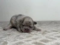 Luna, a female French Bulldog for sale in Greensboro, NC – Photo 4 of 5