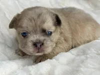 Luna, a female French Bulldog for sale in Greensboro, NC – Photo 2 of 5