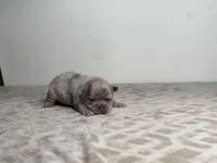 Luna, a female French Bulldog for sale in Greensboro, NC – Photo 3 of 5