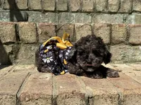 Truffle, a female Poodle - Miniature  for sale in Greensboro, NC – 4 of 7