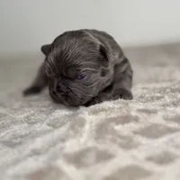 Smokey, a male French Bulldog for sale in Greensboro, NC – Photo 8 of 9