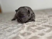 processed/68c5a196-6732-4225-95b3-19ad0ee60d71/listing/fba89579-a631-4e4a-abc3-9ad0fe3bef46/29c68481-4b28-45c3-b628-88226d8b2be0