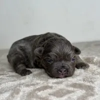 Smokey, a male French Bulldog for sale in Greensboro, NC – Photo 7 of 9