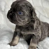 Smokey, a male French Bulldog for sale in Greensboro, NC – Photo 4 of 9