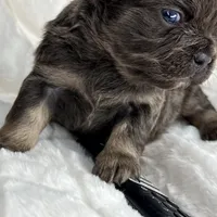 Smokey, a male French Bulldog for sale in Greensboro, NC – Photo 6 of 9