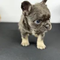 Smokey, a male French Bulldog for sale in Greensboro, NC – Photo 5 of 9