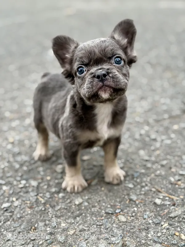 Smokey – French Bulldog puppy for sale in Greensboro, NC