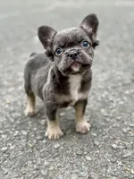 Smokey, a male French Bulldog for sale in Greensboro, NC – Photo 1 of 9
