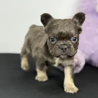 Smokey, a male French Bulldog for sale in Greensboro, NC – Photo 2 of 9