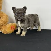 Smokey, a male French Bulldog for sale in Greensboro, NC – Photo 3 of 9