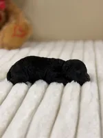 Expresso, a male Poodle - Miniature  for sale in Greensboro, NC – 2 of 2