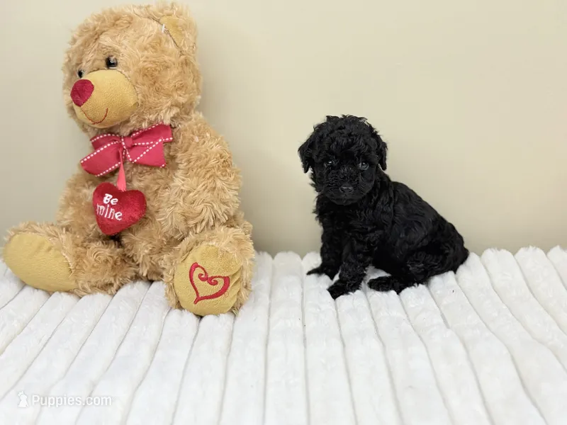 Chanel – Poodle - Toy  puppy for sale in Greensboro, NC