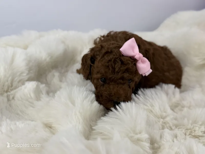 Prada R. – Poodle - Toy  puppy for sale in Greensboro, NC