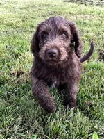 Greg, a male Labradoodle for sale in Spokane, WA – 2 of 2