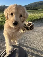 Charlotte, a female Labradoodle for sale in Spokane, WA – 1 of 1