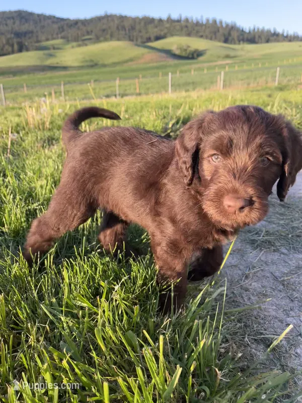 Greg – Labradoodle puppy for sale in Spokane, WA