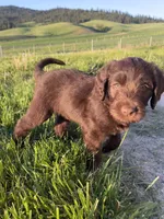 Greg, a male Labradoodle for sale in Spokane, WA – 1 of 2