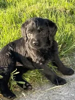 Wednesday, a female Labradoodle for sale in Spokane, WA – 1 of 1
