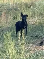 Ruby, a female Border Collie for sale in Saratoga Springs, UT – 1 of 10