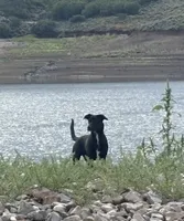 Ruby, a female Border Collie for sale in Saratoga Springs, UT – 2 of 10