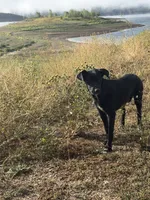 Ruby, a female Border Collie for sale in Saratoga Springs, UT – 3 of 10