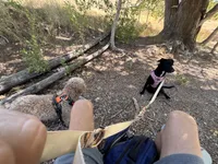Ruby, a female Border Collie for sale in Saratoga Springs, UT – 8 of 10