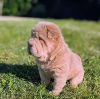 Prozac , a male Chinese Shar-Pei for sale in Clarksville, TN – 4 of 5