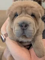 Zac, a male Chinese Shar-Pei for sale in Clarksville, TN – 4 of 7