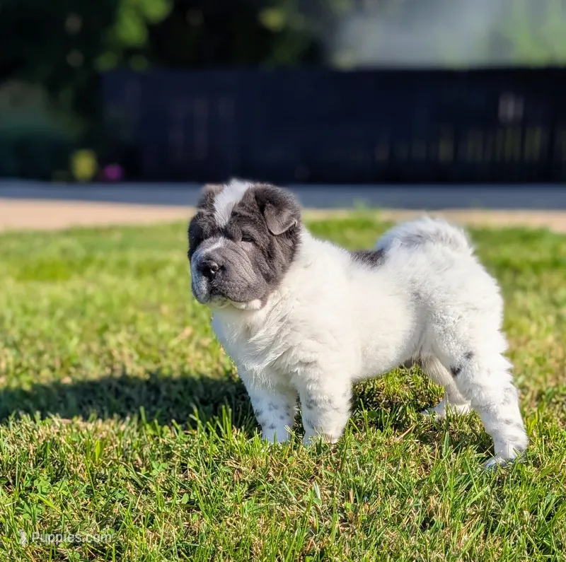 Zoloft  – Chinese Shar-Pei puppy for sale in Clarksville, TN
