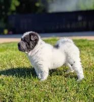 Zoloft , a male Chinese Shar-Pei for sale in Clarksville, TN – 2 of 4