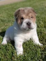 Duloxatine , a male Chinese Shar-Pei for sale in Clarksville, TN – 3 of 4