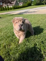 Prozac , a male Chinese Shar-Pei for sale in Clarksville, TN – 3 of 5
