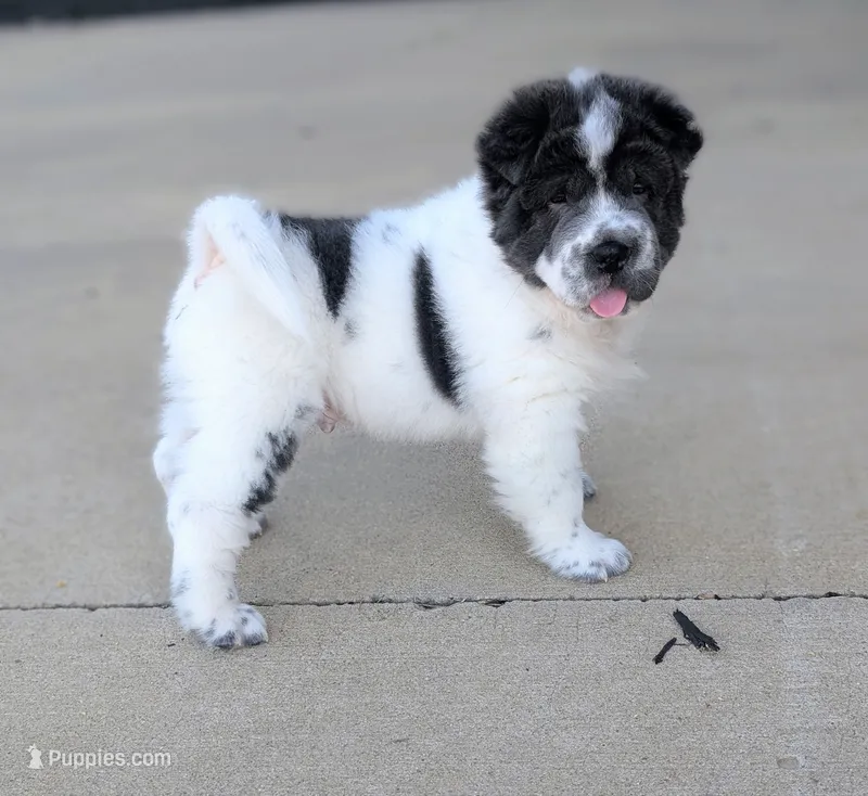 Bupropion  – Chinese Shar-Pei puppy for sale in Clarksville, TN