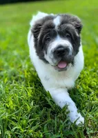 Micky, a male Chinese Shar-Pei for sale in Clarksville, TN – 6 of 6
