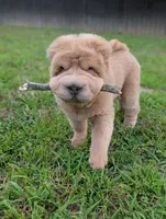 Zac, a male Chinese Shar-Pei for sale in Clarksville, TN – 6 of 7