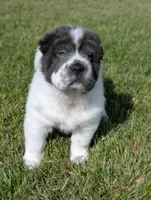 Bupropion , a male Chinese Shar-Pei for sale in Clarksville, TN – 3 of 5