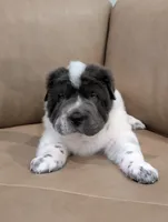 Zoloft , a male Chinese Shar-Pei for sale in Clarksville, TN – 4 of 4