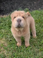 Zac, a male Chinese Shar-Pei for sale in Clarksville, TN – 1 of 7