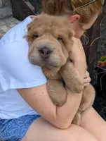 Zac, a male Chinese Shar-Pei for sale in Clarksville, TN – 3 of 7