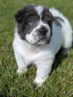 Bupropion , a male Chinese Shar-Pei for sale in Clarksville, TN – 4 of 5
