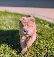 Prozac , a male Chinese Shar-Pei for sale in Clarksville, TN – 5 of 5