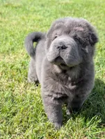Cymbalta , a male Chinese Shar-Pei for sale in Clarksville, TN – 3 of 4