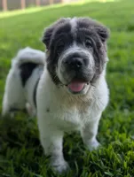 Micky, a male Chinese Shar-Pei for sale in Clarksville, TN – 6 of 8