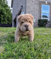 Prozac , a male Chinese Shar-Pei for sale in Clarksville, TN – 2 of 5