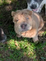 Zac, a male Chinese Shar-Pei for sale in Clarksville, TN – 7 of 7
