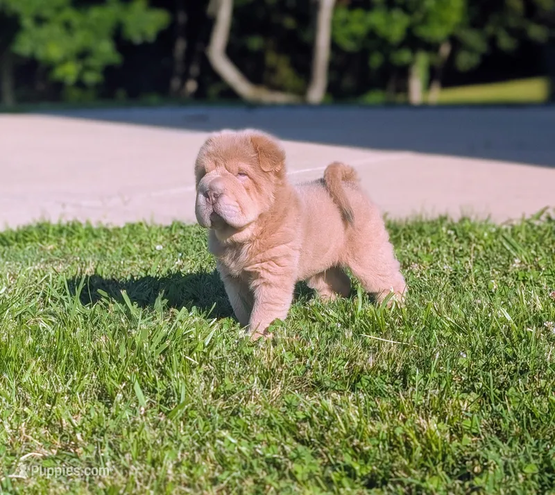 Prozac  – Chinese Shar-Pei puppy for sale in Clarksville, TN
