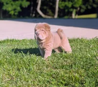 Prozac , a male Chinese Shar-Pei for sale in Clarksville, TN – 1 of 5