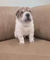 Duloxatine , a male Chinese Shar-Pei for sale in Clarksville, TN – 1 of 4