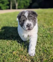 Bupropion , a male Chinese Shar-Pei for sale in Clarksville, TN – 5 of 5