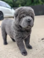 Cymbalta , a male Chinese Shar-Pei for sale in Clarksville, TN – 1 of 4
